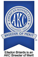 Eiledon Briards is an AKC Breeder of Merit