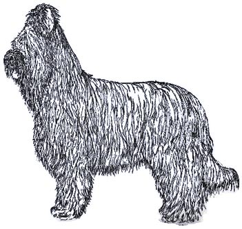 briard-drawinghistory